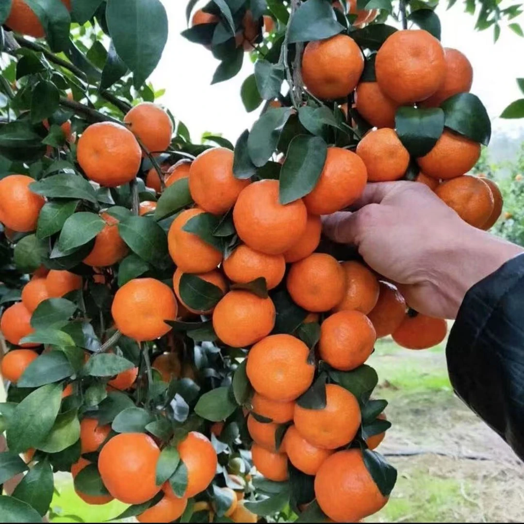 沙糖桔树苗地栽盆栽南方北方种植橘子树苗柑桔果树果苗嫁接砂糖橘