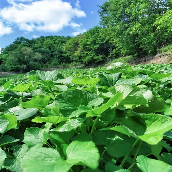 长白山爱姐延边新鲜马蹄叶包米饭蘸酱吃食用重量250g（EMS包邮）