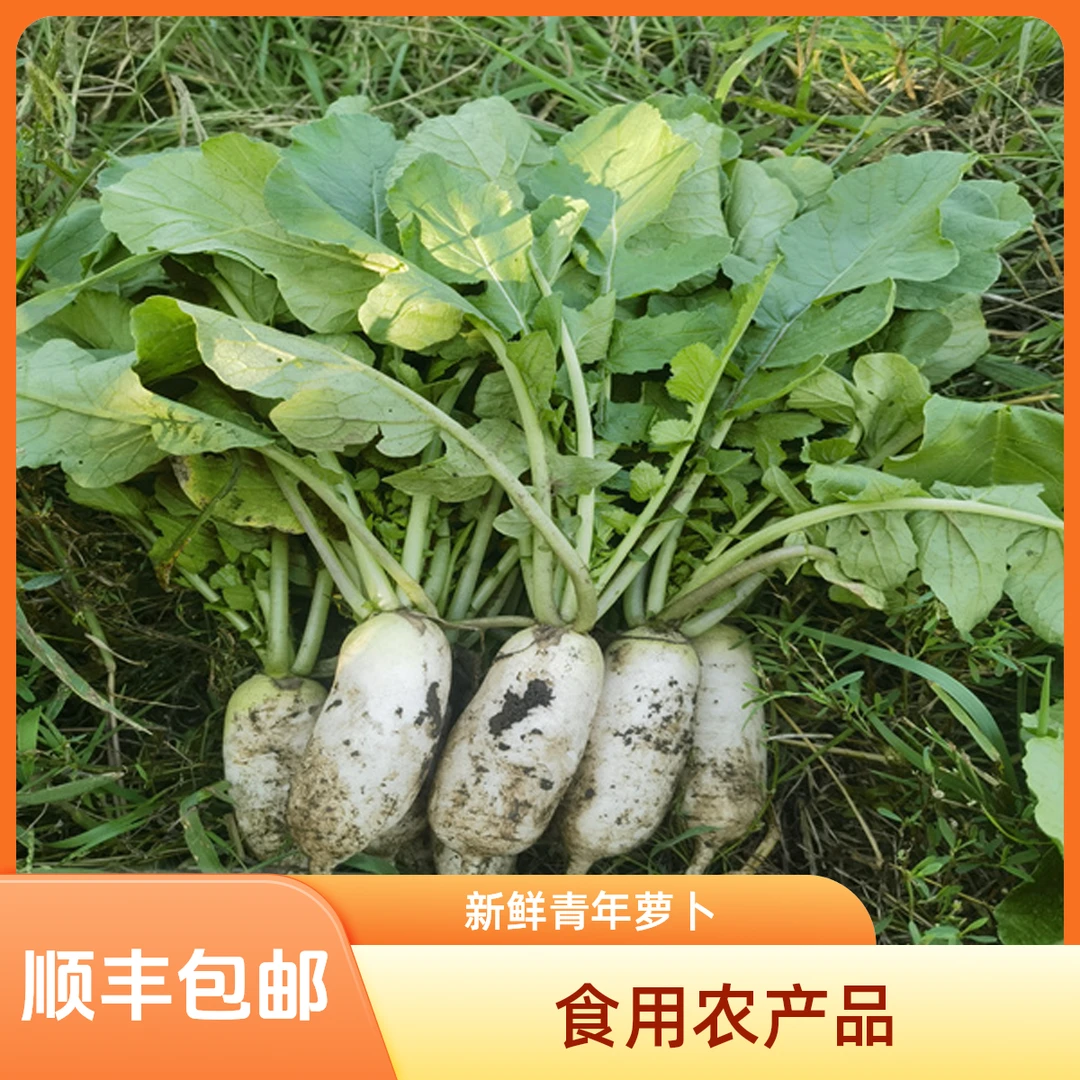 长白山爱姐新鲜的青年萝卜拌韩国泡菜吃净重3斤左右【顺丰包邮】