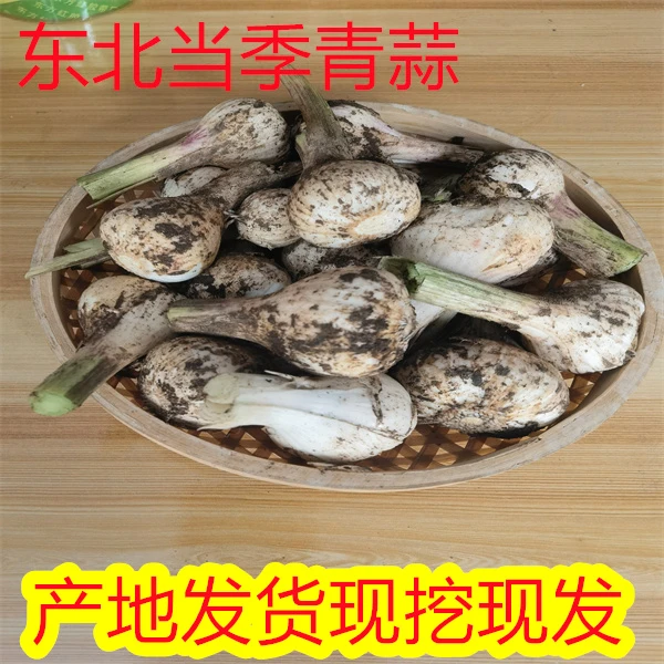 长白山爱姐农家肥种植的新鲜大蒜每单净重3/5斤【EMS包邮】