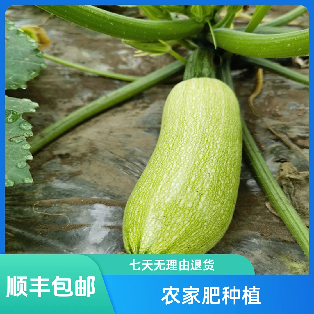 长白山爱姐延边本地西葫芦净重1000/1500g【顺丰包邮】