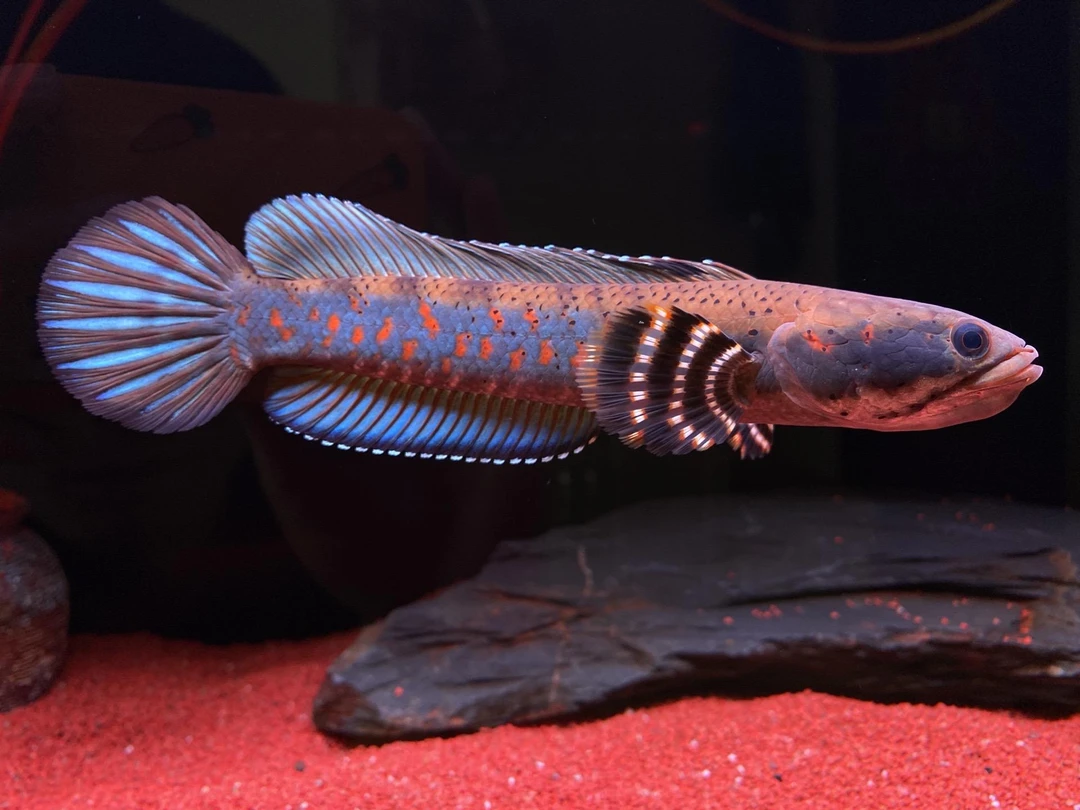 幻红雷龙鱼新手必玩中小型淡水活体观赏鱼好养耐活