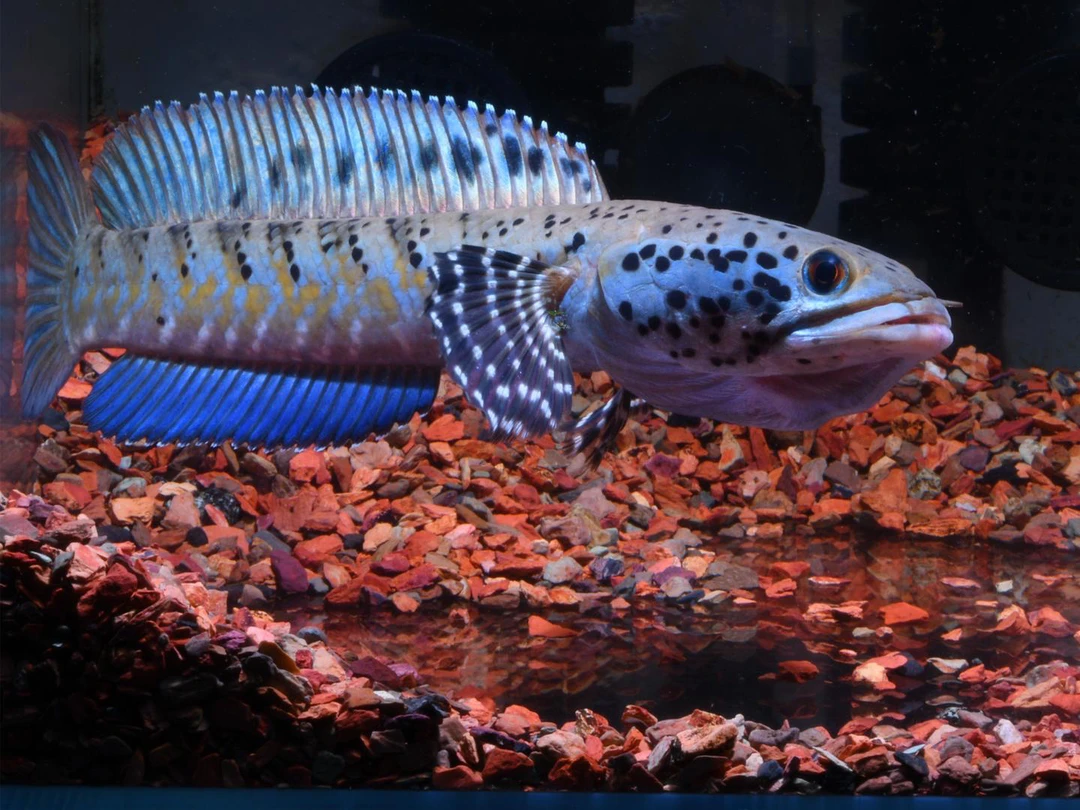 雷龙鱼观赏鱼中小型热带鱼幻蓝幻红黄嘴幻彩蓝宝石雷龙小鱼凶猛