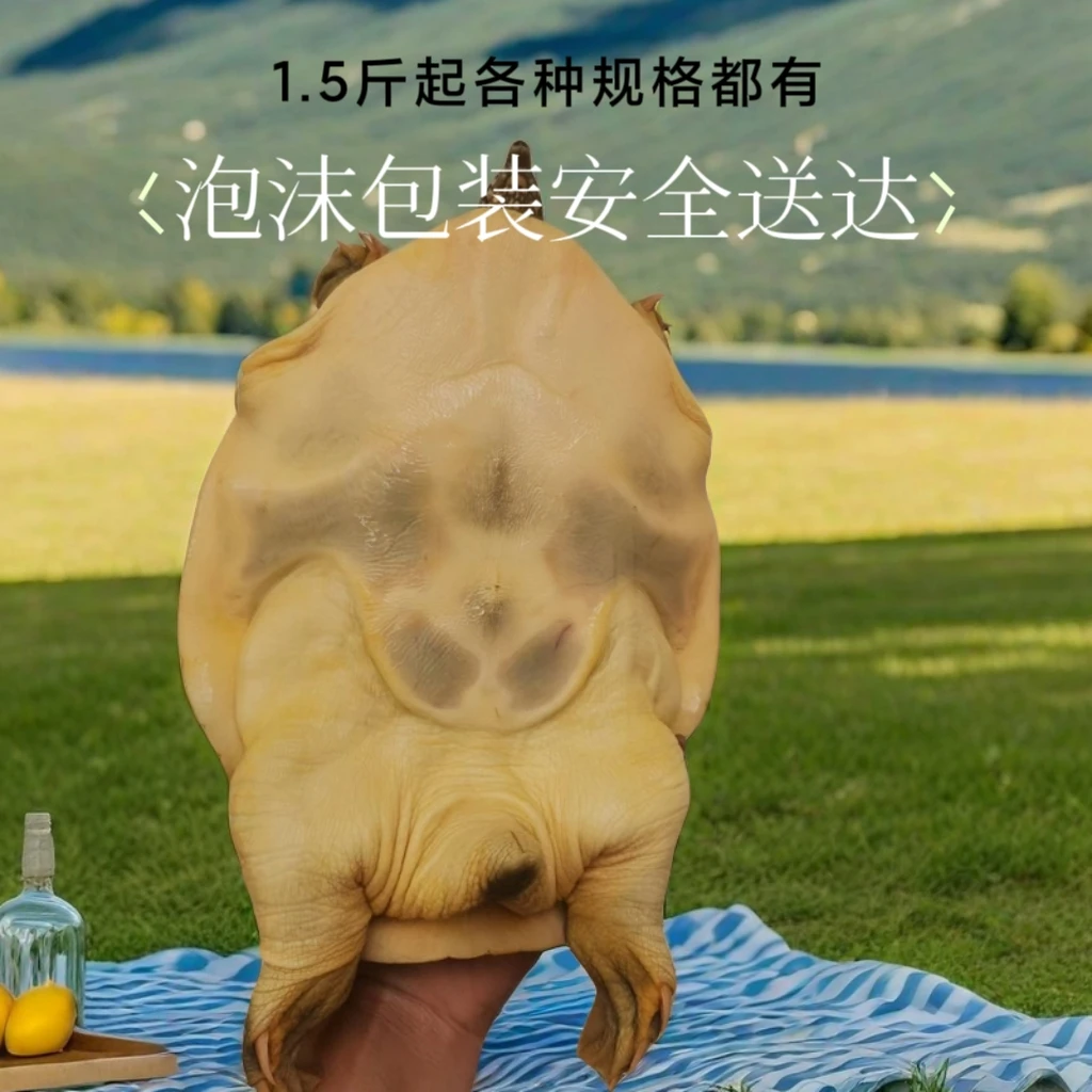 鲜活生态甲鱼源自优质水域精心养育肉质鲜嫩