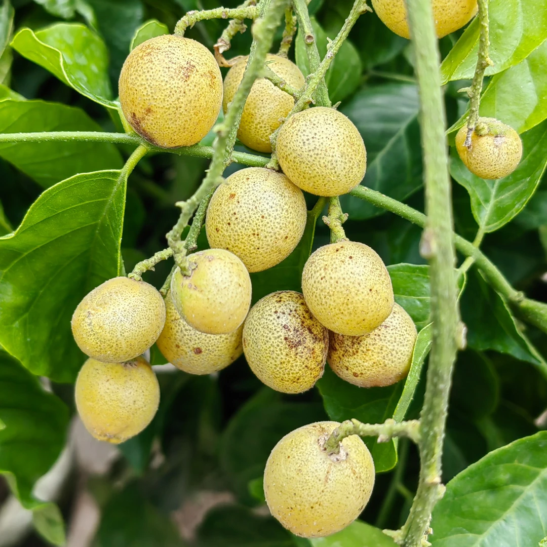 纯甜冰糖黄皮树嫁接树多年生南方盆栽地栽庭院种植栽培