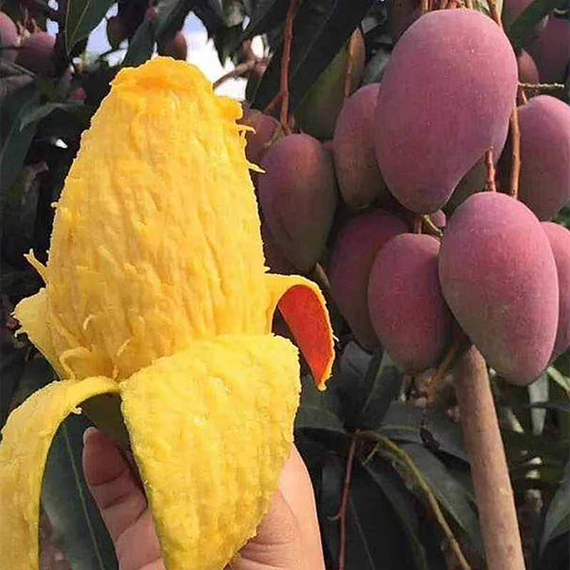 红贵妃芒果树嫁接苗红皮芒果树多年生南方盆栽地栽庭院种植