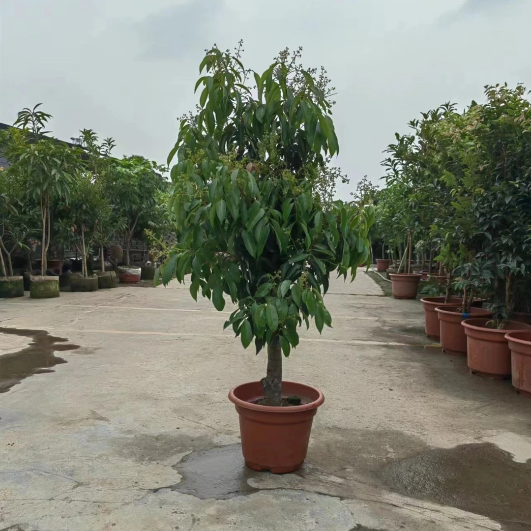 荔枝树桂味矮化高压苗圈枝树盆栽地栽南方种植