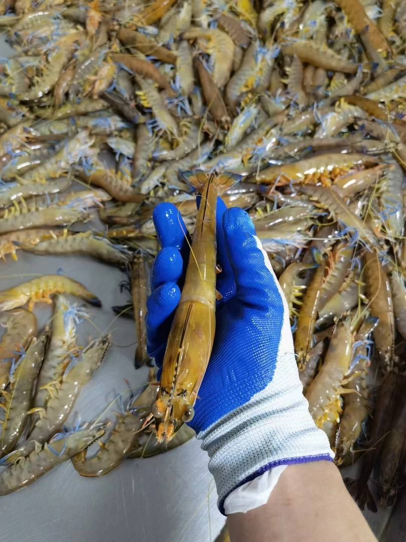 广西北海北部湾本港鲜活野生蓝尾虾