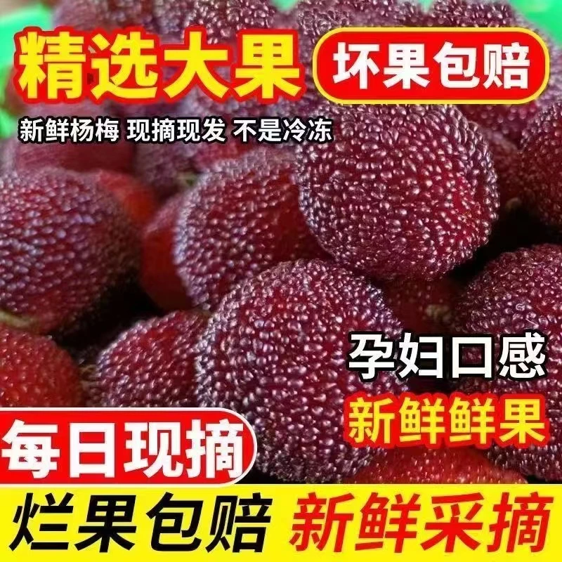 漳州高山新鲜杨梅鲜果空运包邮东魁杨梅泡酒颗粒礼盒当季整箱水果