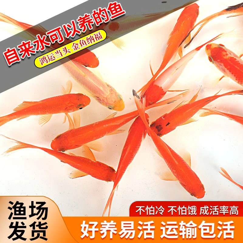 观赏鱼冷水鱼红白锦鲤耐活好养饲料鱼草金鱼活鱼