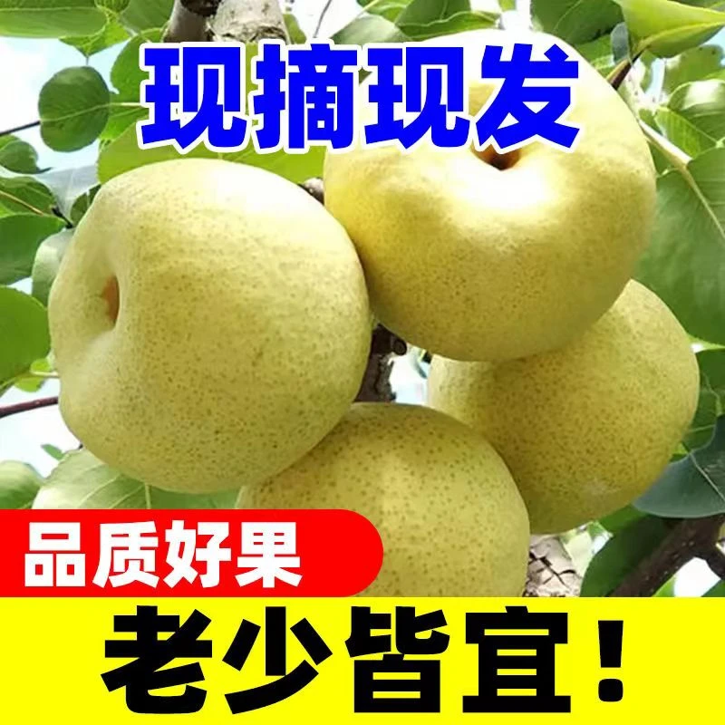 正宗砀山酥梨脆甜梨子新鲜现摘梨子水果新鲜整箱包邮9斤