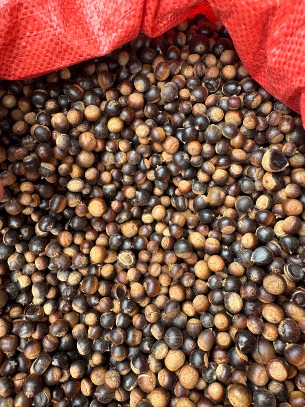 初级农产品 小锥栗 深山采摘