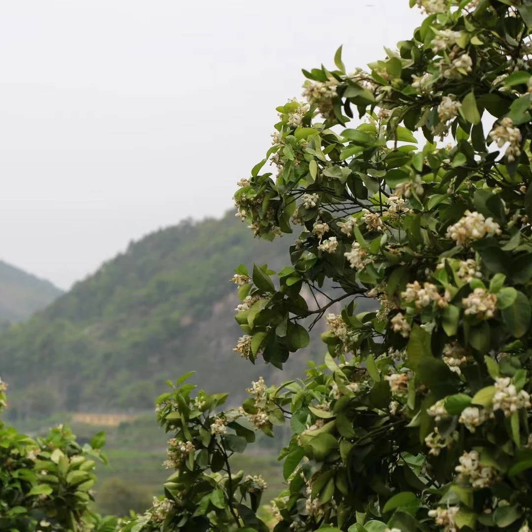 于老师专属-白茶品鉴福利高货分享