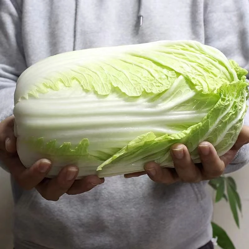 东北大白菜 5斤起 腌酸菜用的大白菜