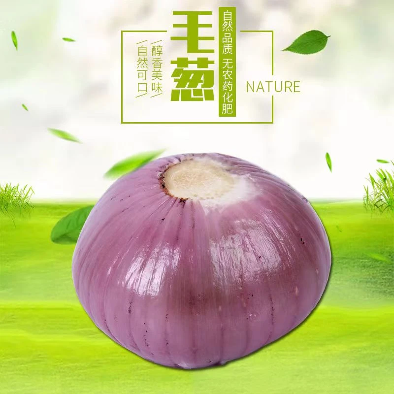 毛葱 鬼子葱 农家鬼子葱