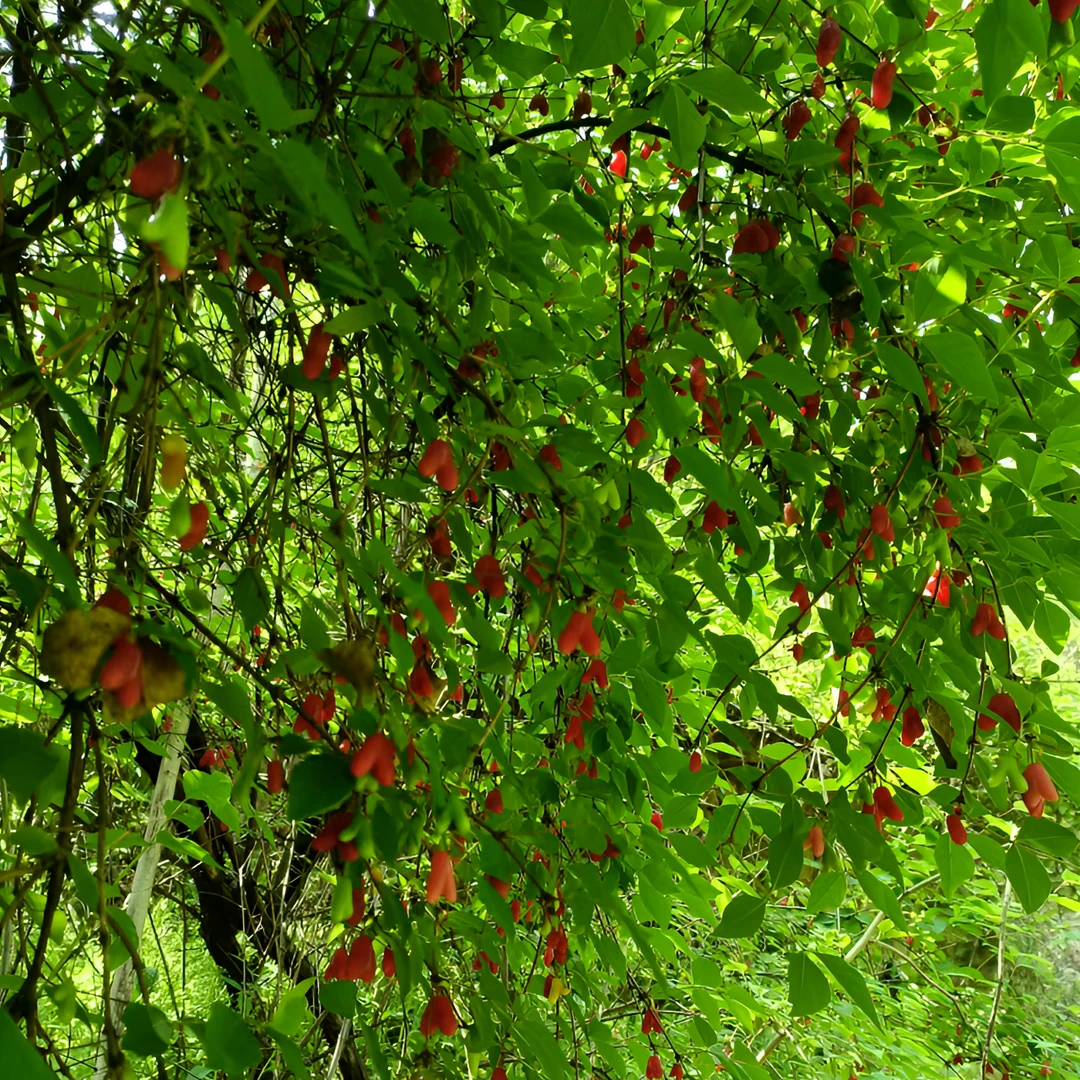 爱心果 黄栌 鬼见愁 棠梨