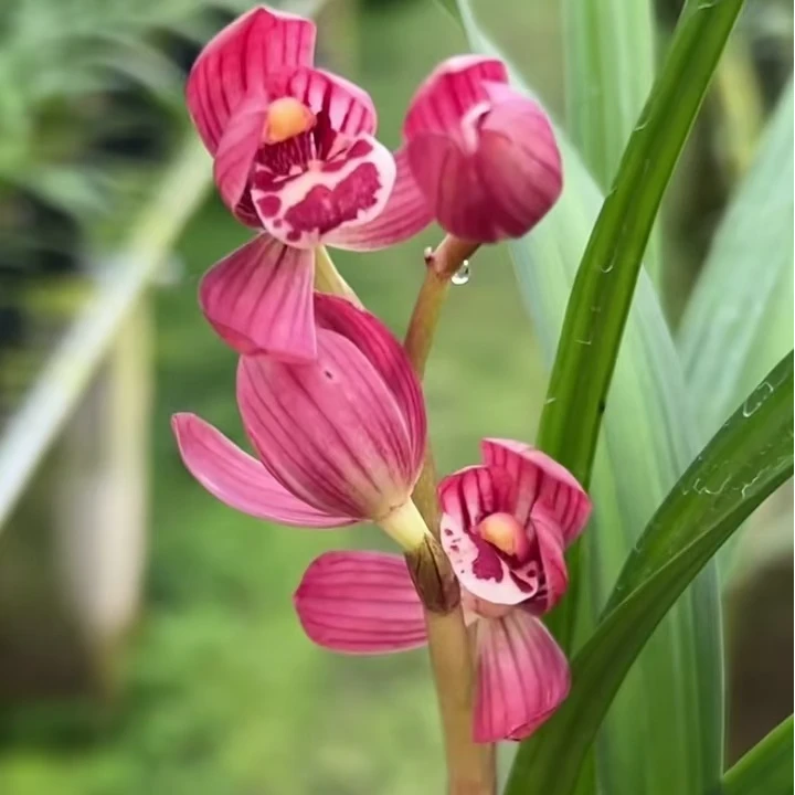 中国兰花一物一拍
