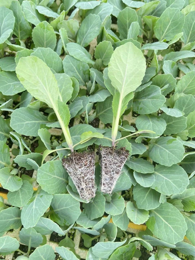松花苗有机花菜苗散花苗花菜苗带土发货蔬菜蔬菜苗菜秧苗蔬菜秧苗