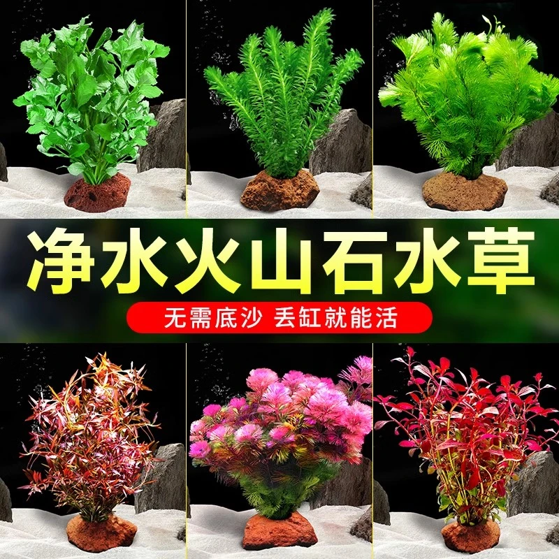 鱼缸水草植物真草造景火山石水培蜈蚣草阴性净化水质绿菊水草套餐
