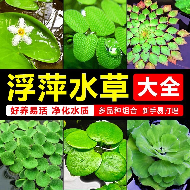 新手浮萍水草鱼缸造景冒泡水培一叶莲水芙蓉水葫芦睡莲净水真水草