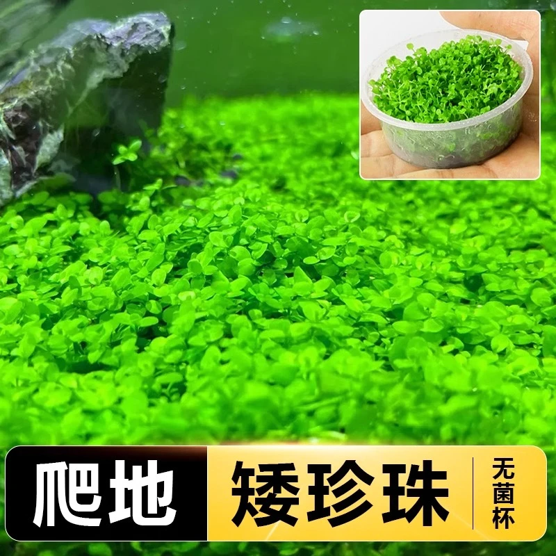 无菌杯爬地矮珍珠趴地迷你水草植物鱼缸造景真水草懒人阴性前景草