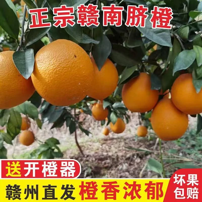 【产地直发】雩都红 正宗赣南脐橙江西纽荷尔甜橙子10斤包邮