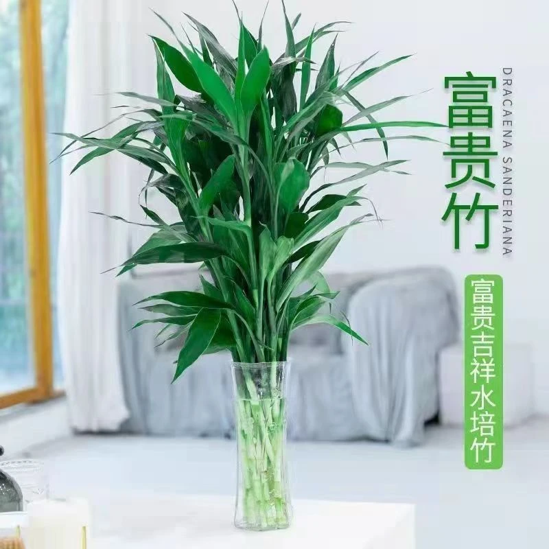 富贵竹10支 全场冷链包邮 (损耗10%以内不售后)