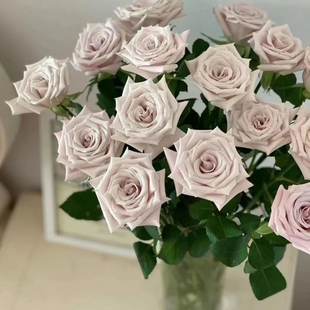 曼塔20支    全场冷链包邮  (损耗10%以内不售后）