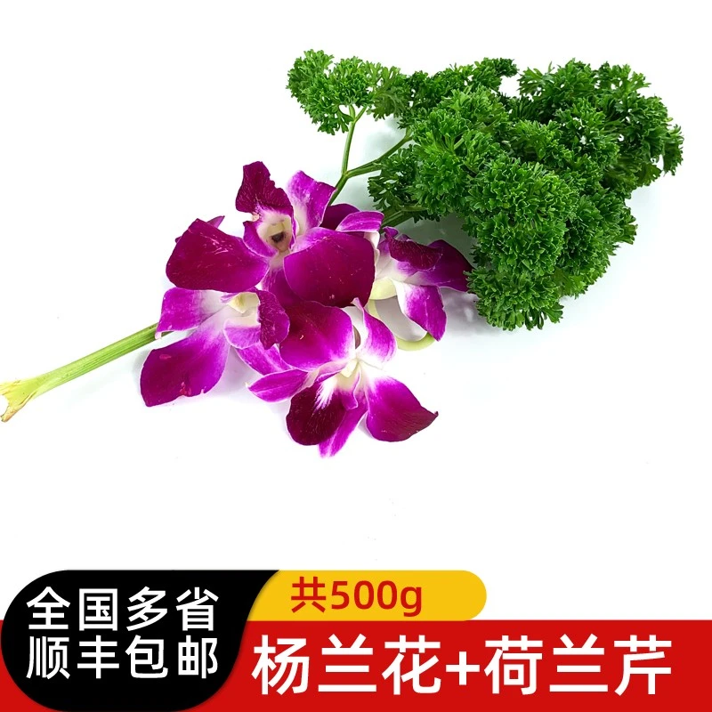 新鲜杨兰花250g 荷兰芹250g 法香洋兰花组合酒店火锅摆盘装饰材料