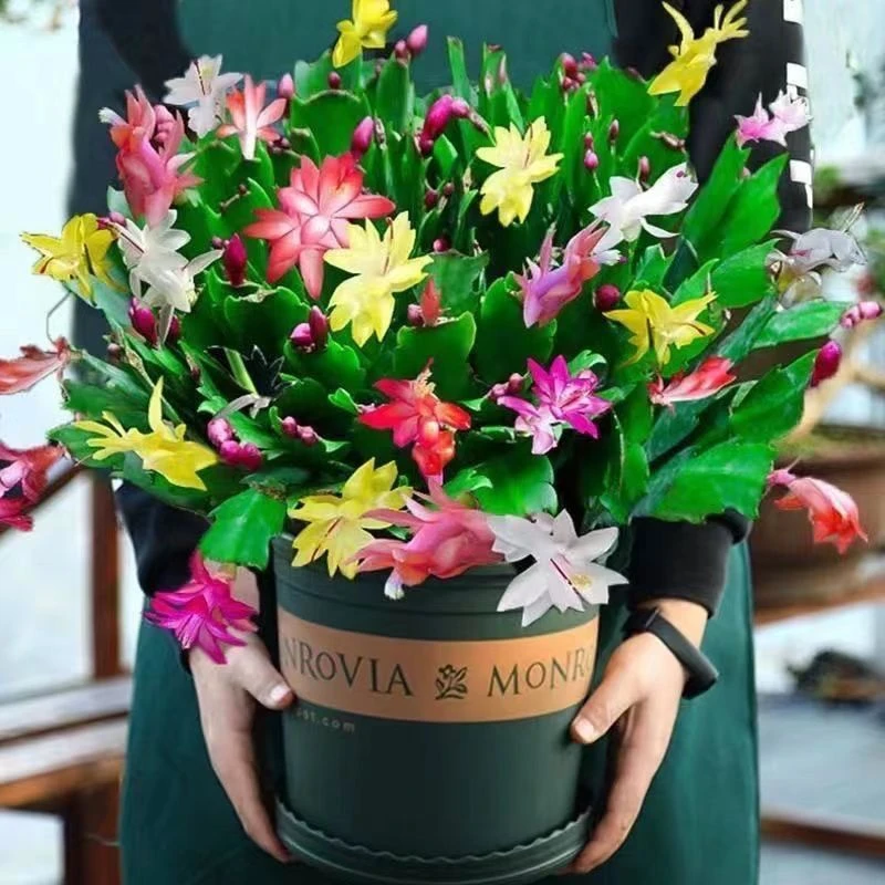 【带花苞】多色蟹爪兰花苗盆栽大苗带根室内阳台好养花卉四季开花