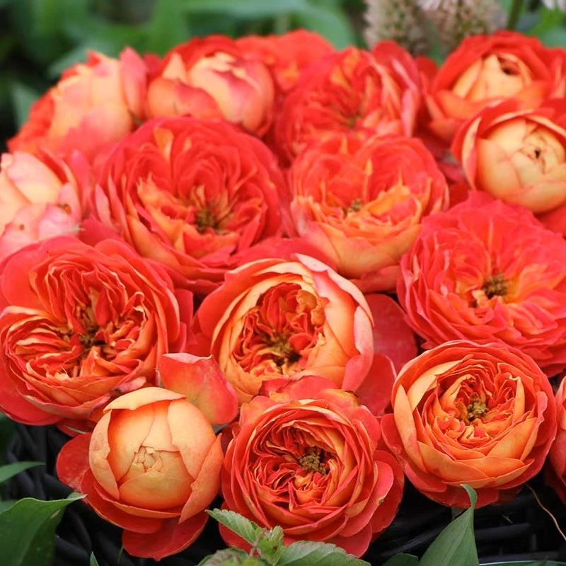 藤宝贝爬藤本月季花苗阳台四季庭院爬墙蔷薇玫瑰浓香月季花树苗