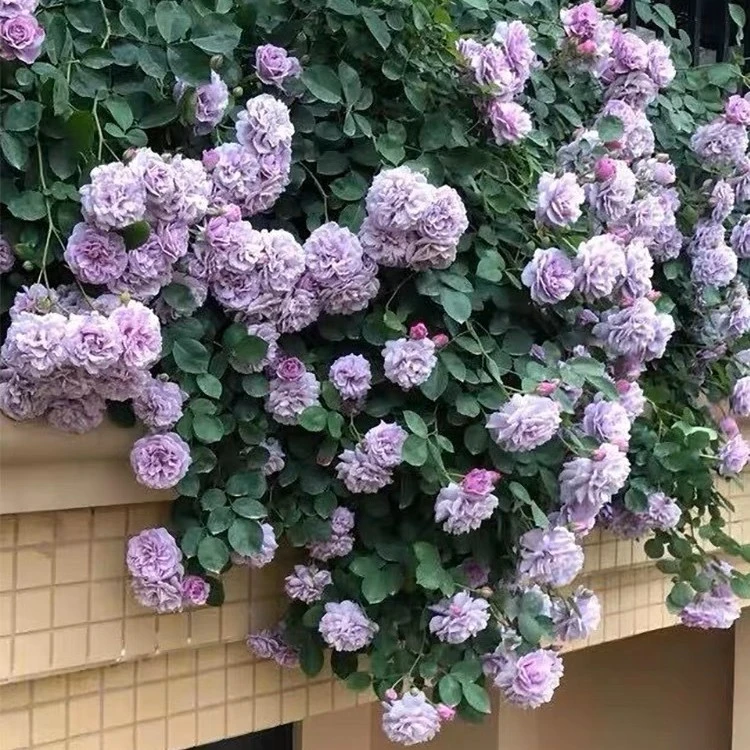 蓝色阴雨月季花苗盆栽爬藤月季植物蔷薇花苗四季开花花卉庭院