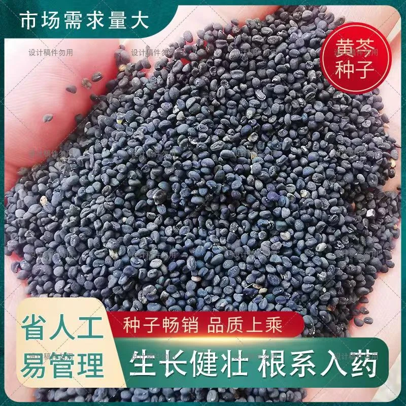 黄芩种子   提供种植技术 出售各种中药材种子