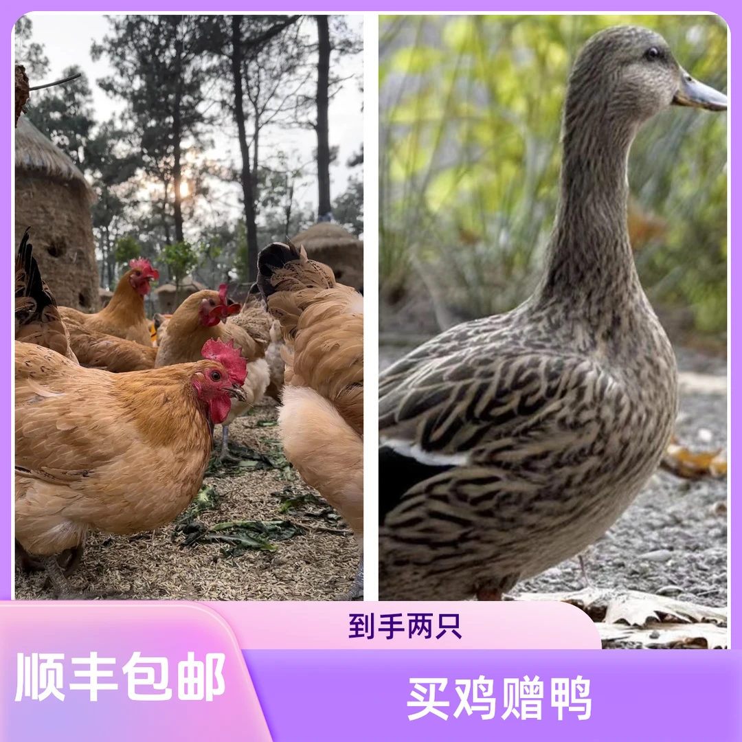 【1鸡1鸭】雨农1年散养山林走地麻黄老母鸡顺丰运输煲汤鲜美肉质