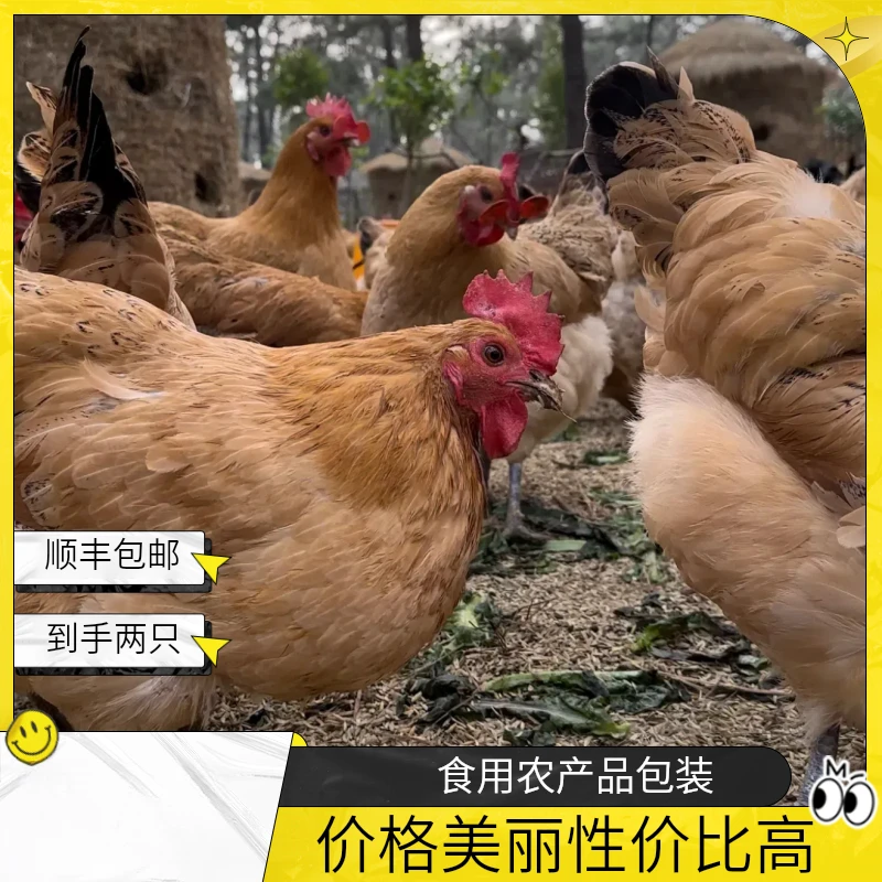 【2只母鸡】1年左右散养山林走地麻黄老母鸡顺丰运输煲汤鲜美保鲜