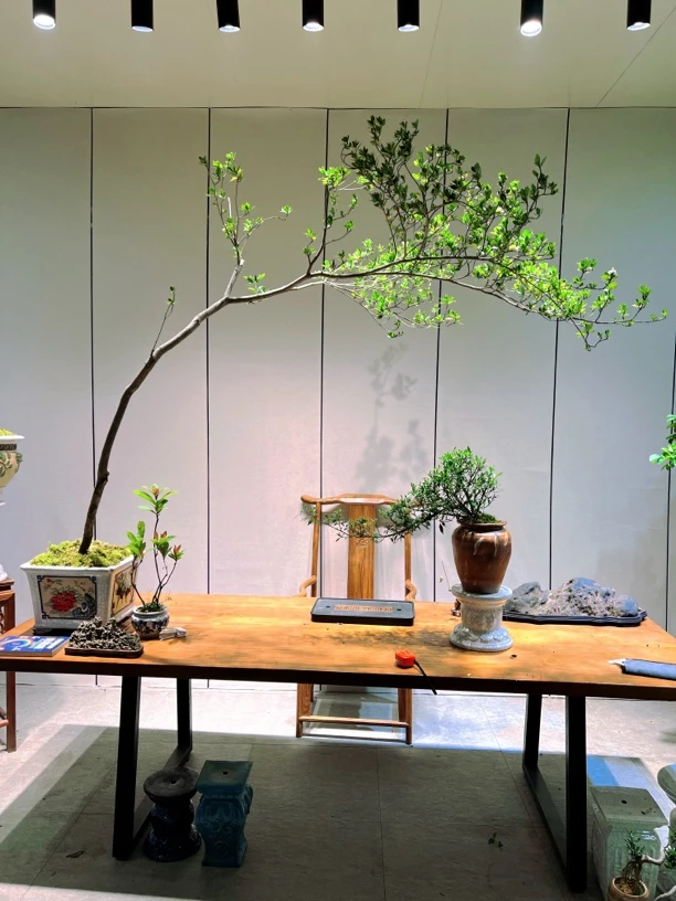 自然大飘海岛栀子花