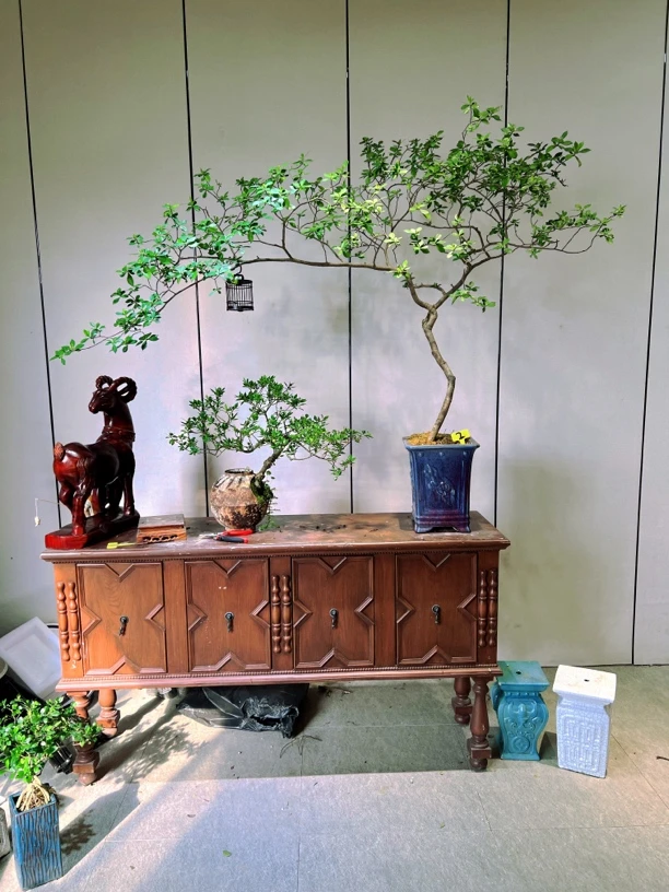 1.8米茶台意境海岛栀子花海岛栀子花