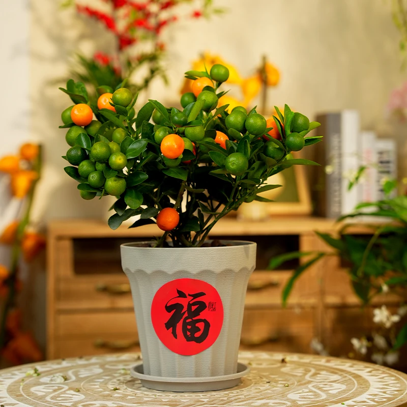 爱优尚年宵花盆栽花卉真果带开业高档礼好养过年