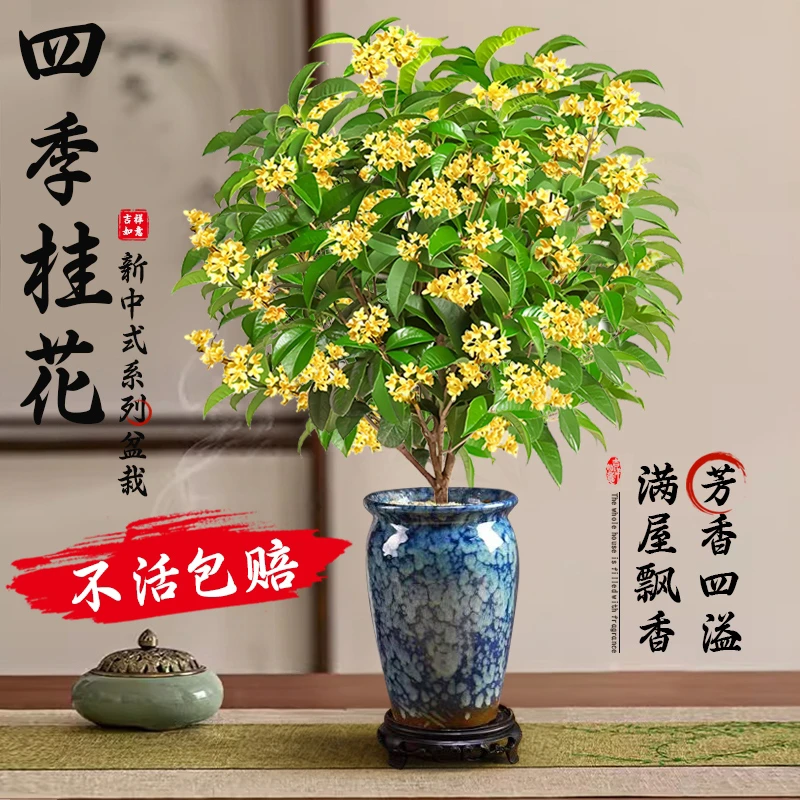 爱优尚【直播】飘香四季桂盆栽室内开花室外阳台客厅施肥花卉月桂