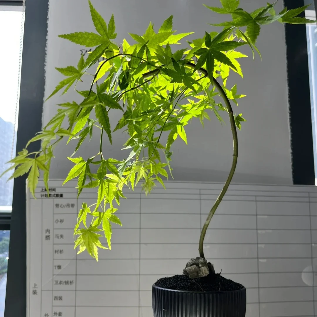 爱优尚流泉枫盆栽绿植客厅室内植物日本枫树日系禅意办公室笔记