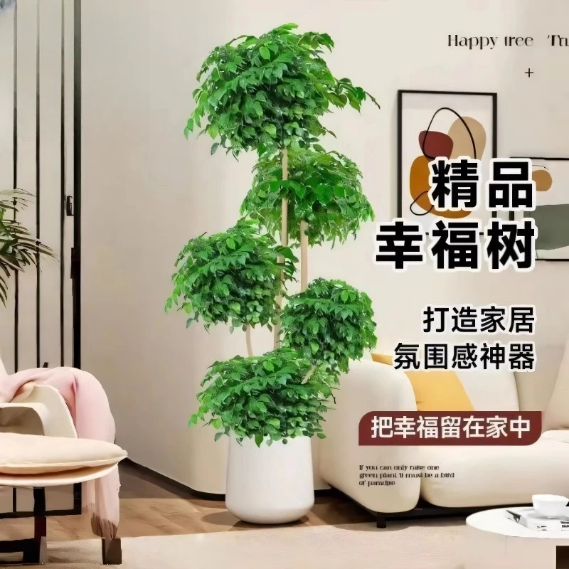 【直播】幸福树老桩客厅旺宅室内大型落地植物盆栽绿植造型大件