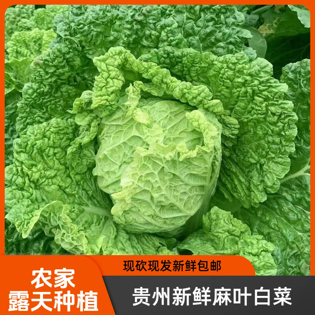 贵州麻叶白菜新鲜现砍现发火锅炒菜农家露天种植3/5/9斤包邮批发