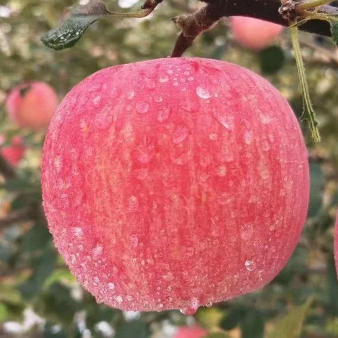 精品红富士苹果香甜可口