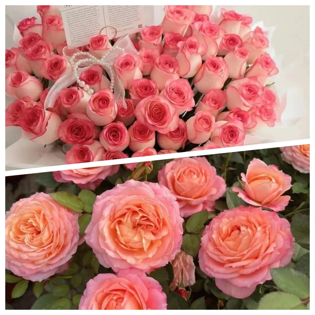 永福【艾莎玫瑰+大花美人】新手款开花植株易种植开花植物庭院阳台