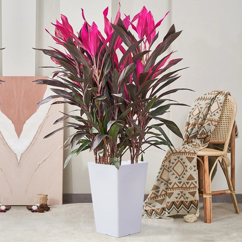 红叶朱蕉盆栽客厅除甲醛绿植大型室内好养活水培红叶铁植物富贵竹