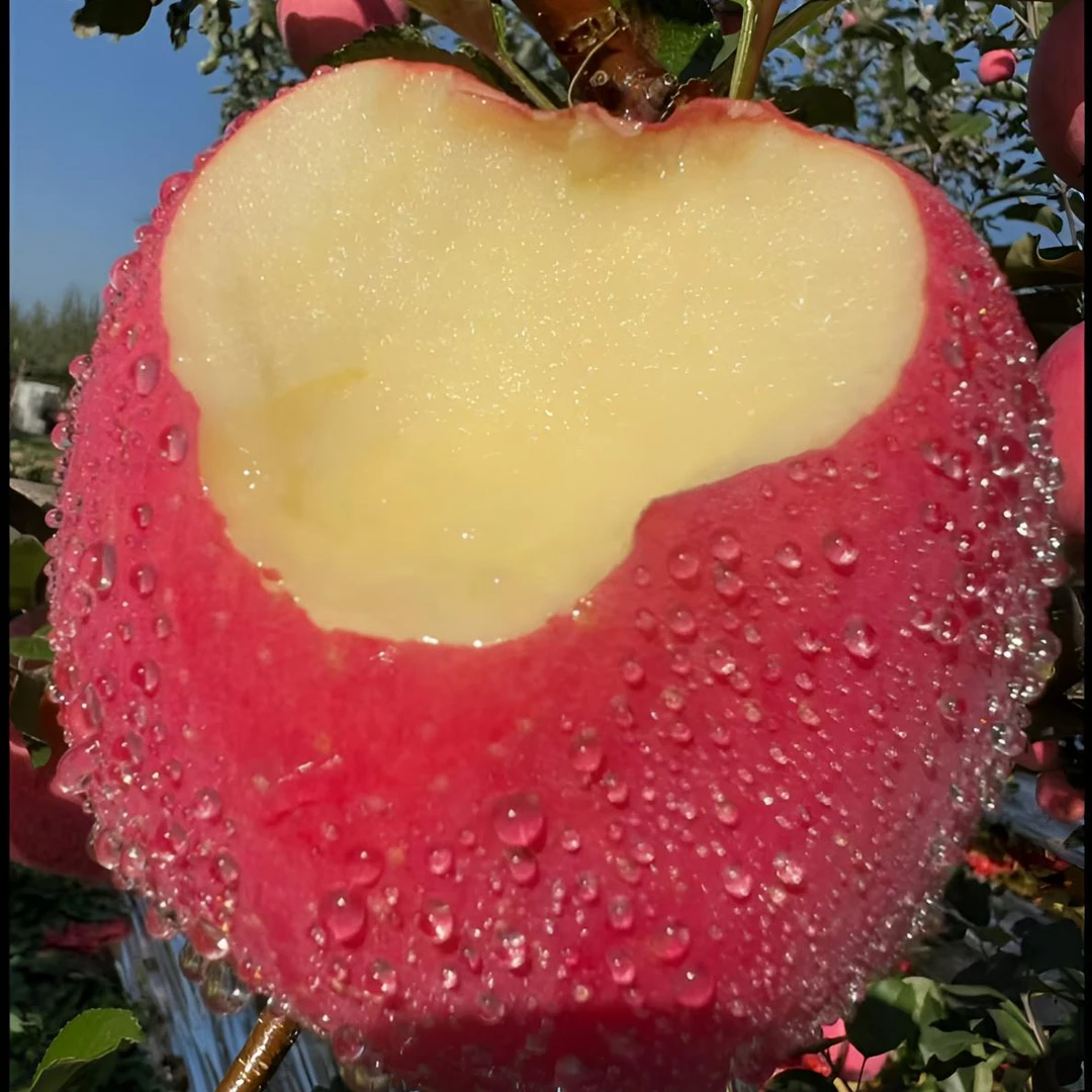 甘肃庆阳红富士苹果脆甜多汁整箱包邮产地直发（精品果）