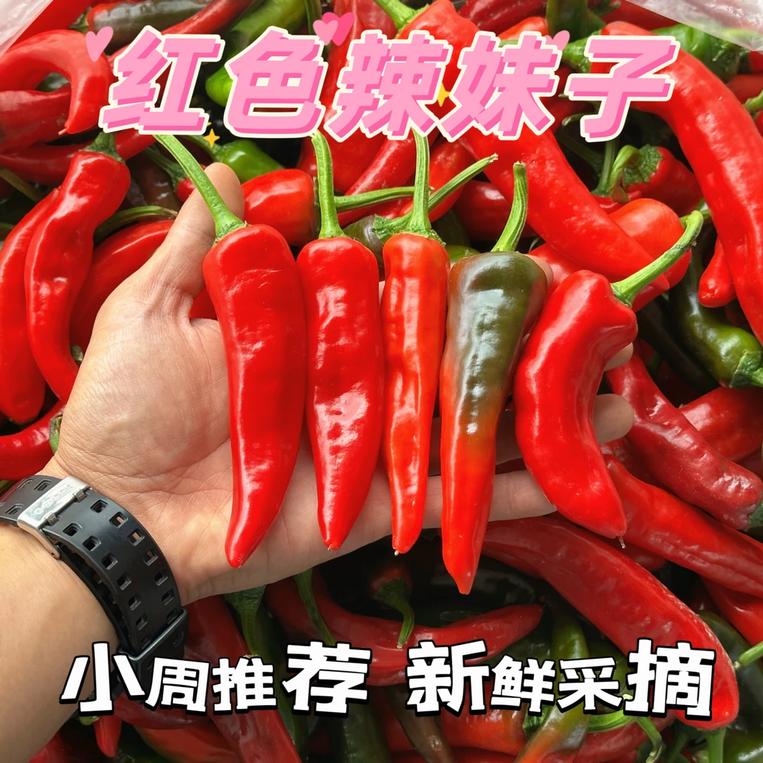 〔新鲜红辣椒〕山东红辣妹子辣椒特辣特香皮薄肉脆新鲜辣椒现摘现发