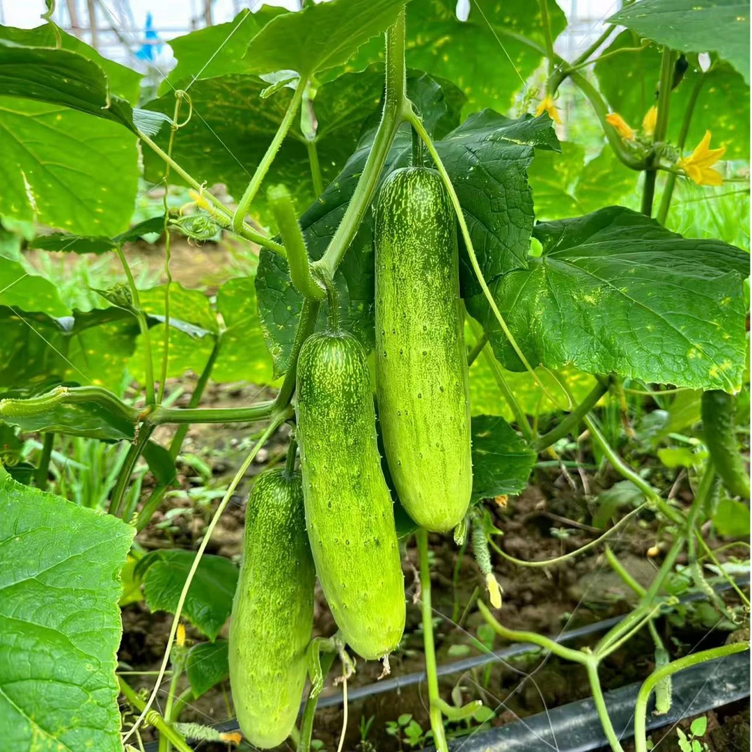 云南老品种地黄瓜现摘现发新鲜采摘口感清脆食用黄瓜高山种植
