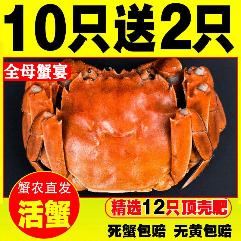 王 活蟹 【全母10只送2只】1.4-1.6两江苏河蟹螃蟹顺丰京东送蟹醋