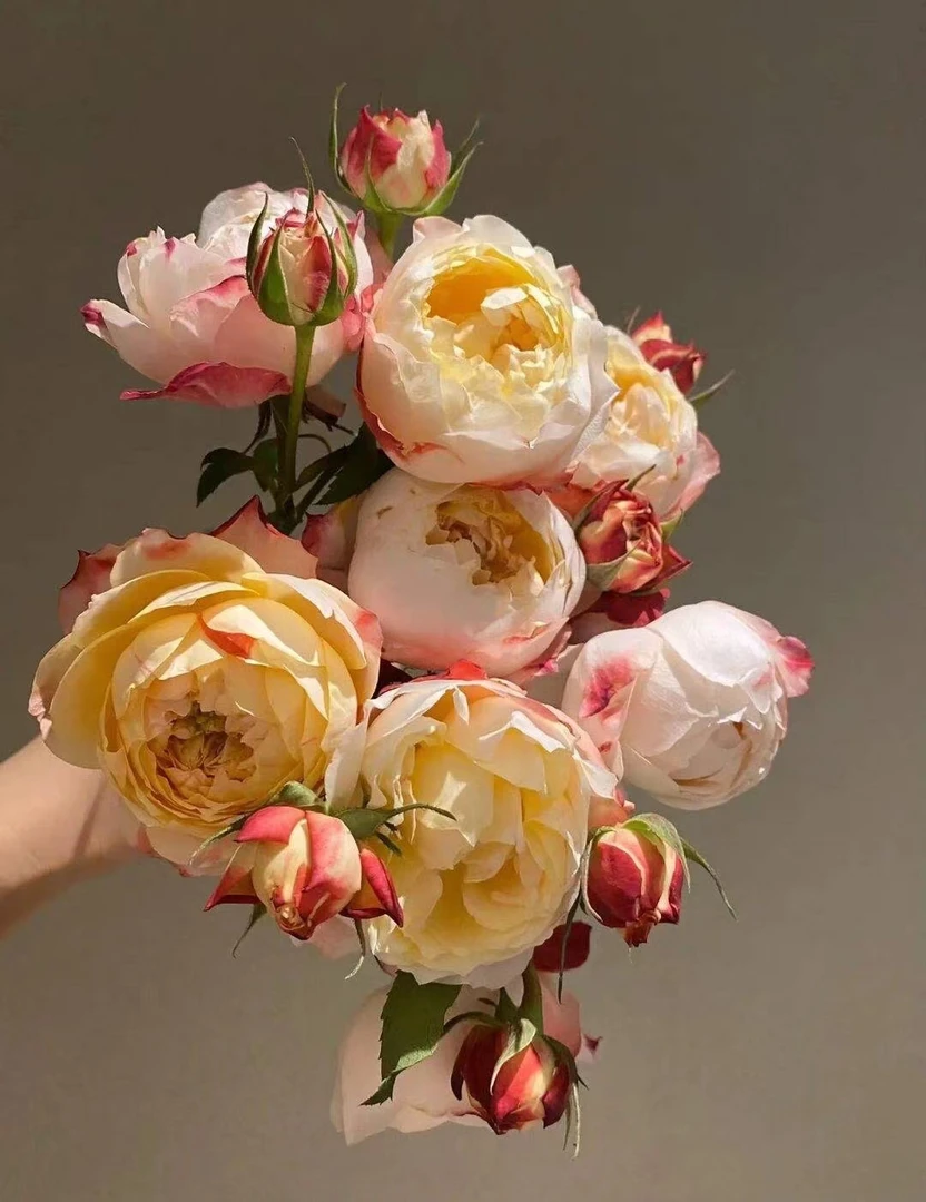 人间花园【苹果运气】月季棒棒糖盆栽庭院苗 花卉植物